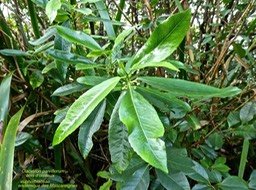 Claoxylon parviflorum .  bois d'oiseaux P1380671