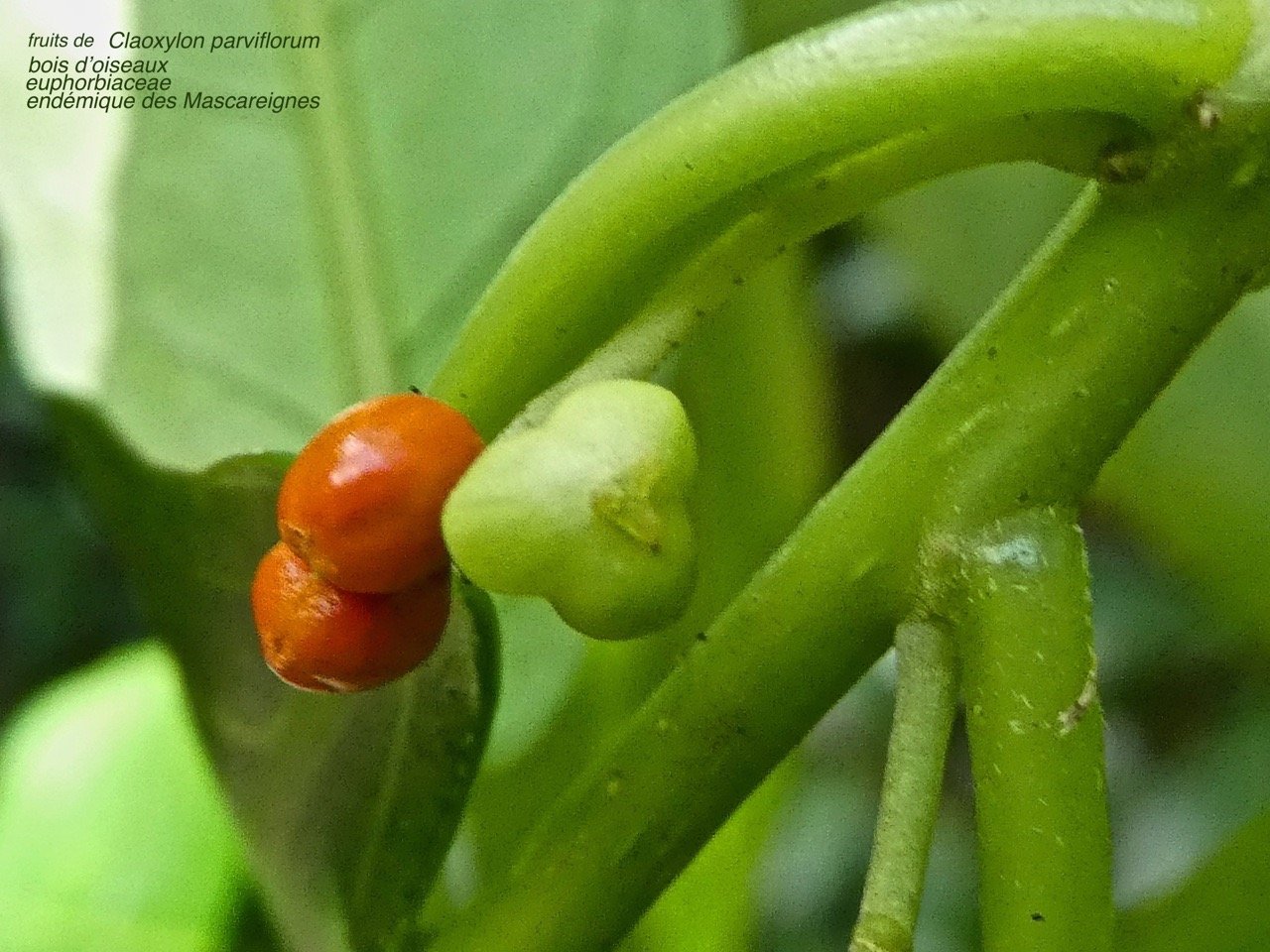 Claoxylon parviflorum  .Bois d'oiseaux P1380668