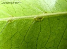 Coffea mauritiana . café marron P1380514