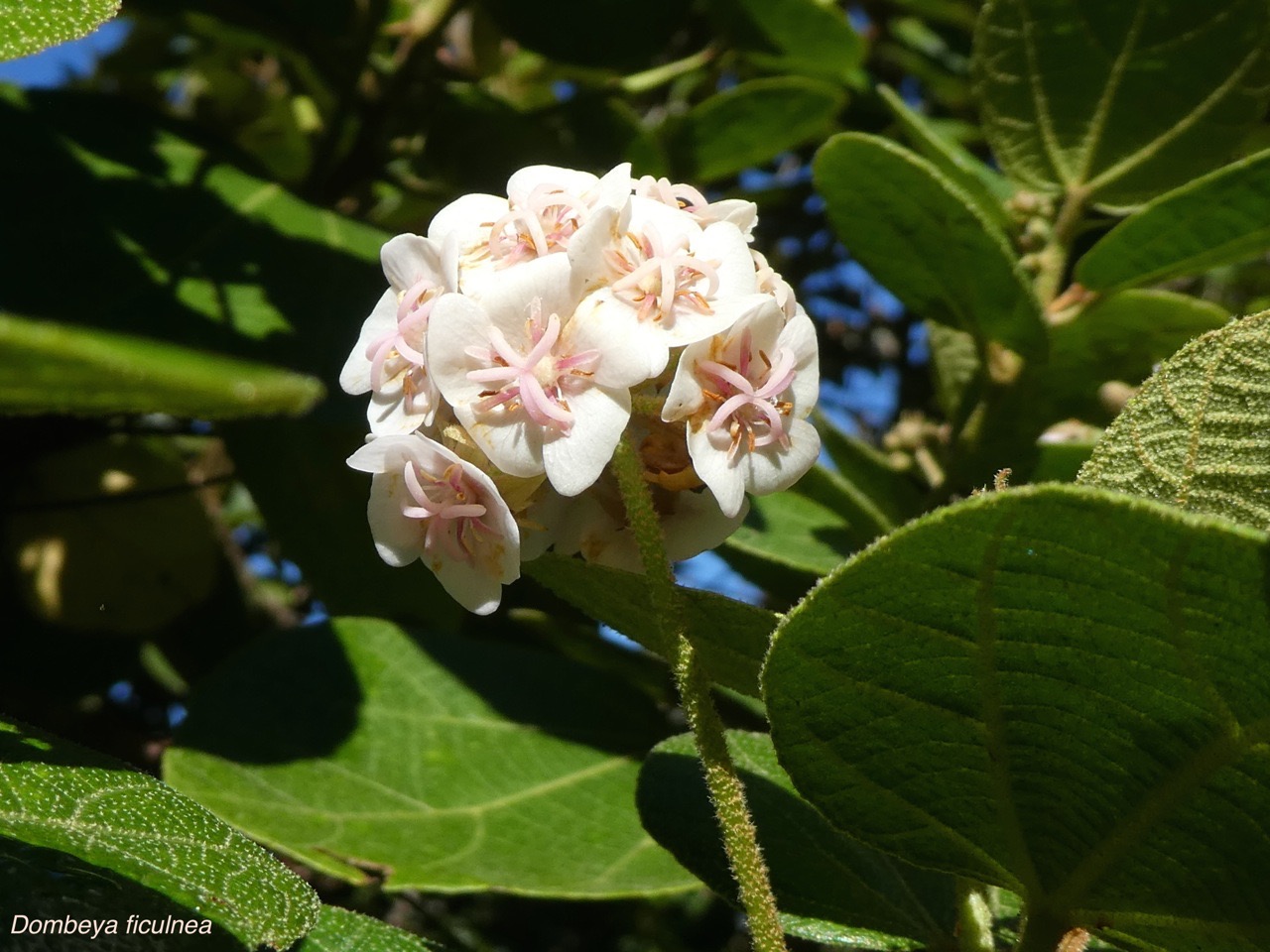 Dombeya ficulnea P1380474