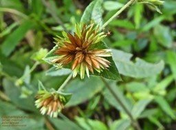 Elephantopus mollis . Tabac marron P1380498