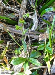 Elephantopus mollis . tabac marron P1380484