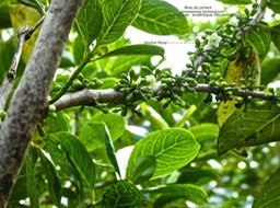 Geniostoma borbonicum . Bois de piment P1380681