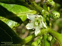 Geniostoma borbonicum Bois de piment P1380464