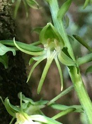 Habenaria frappieri  ex H chloroleuca IMG_2208