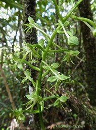 Habenaria frappieri (ex H chloroleuca )P1380619