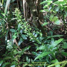 Habenaria frappieri (ex cloroleuca) IMG_2188