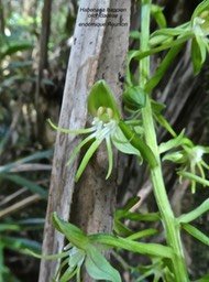 Habenaria frappieri (ex chloroleuca )P1380631
