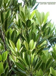 Labourdonnaisia calophylloides .petit natte P1380488