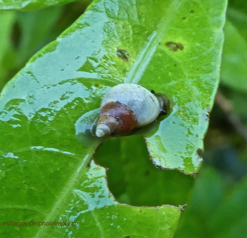 Omphalotropis sp P1380471