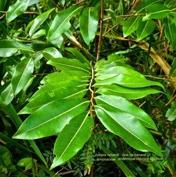 Xylopia richardii bois de banane P1380646