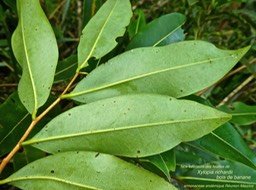 Xylopia richardii. Bois de banane P1380653