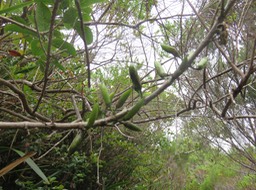 10 Fruits ("Piments")  de  Geniostoma borbonicum - Bois de piment ou Bois de rat - Loganiaceae