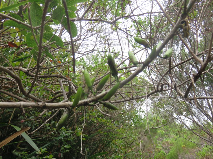 10 Fruits ("Piments")  de  Geniostoma borbonicum - Bois de piment ou Bois de rat - Loganiaceae
