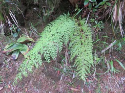 11 Fougère ??? Abrodictyum meifolium - - Hymenophyllaceae