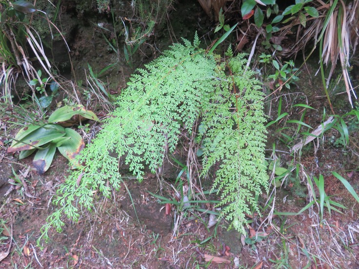 11 Fougère ??? Abrodictyum meifolium - - Hymenophyllaceae