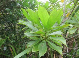 13 Antirhea borbonica - Bois d'Osto - Rubiacée - M