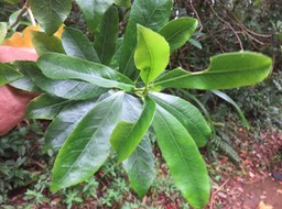 26 (Feuilles inhabituellement très grandes). Claoxylon parviflorum - Petit Bois d'oiseau- Euphorbiacée - B    Claoxylon parviflorum - Petit Bois d'oiseau- Euphorbiacée - B