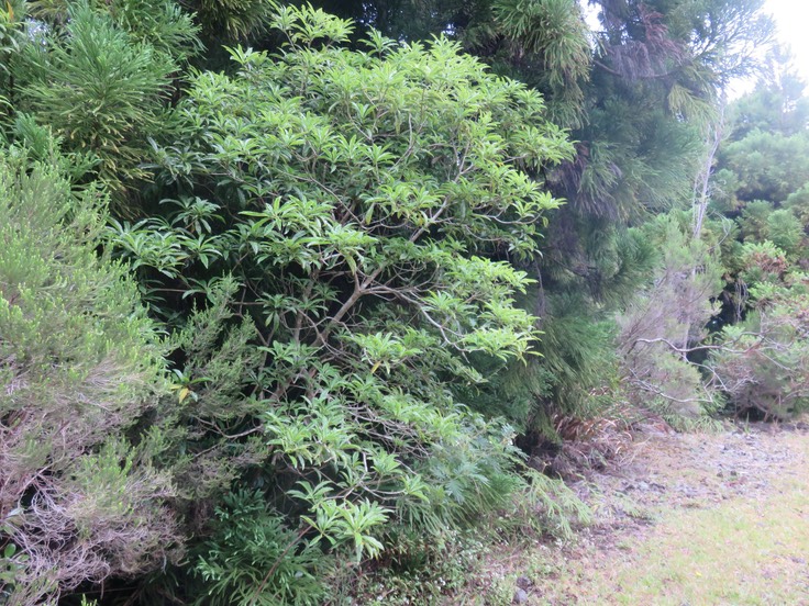 3 - (En pied) Pittosporum senacia - Bois de Joli cœur - Pittosporacée - Endémique R Maur