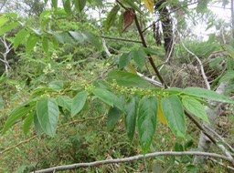 5 Trema orientalis - Bois d'andrèze - Cannabacée - I