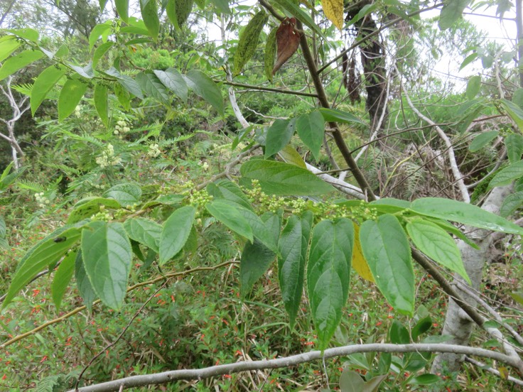 5 Trema orientalis - Bois d'andrèze - Cannabacée - I