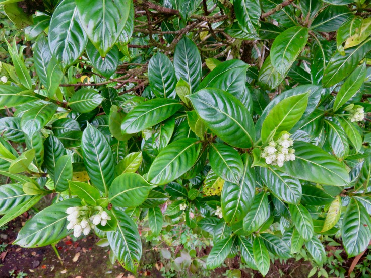 6 Feuilles Gaertnera vaginata - Losto café - Rubiacée