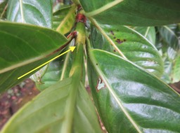 7 Stipules. - Gaertnera vaginata - Losto café - Rubiacée