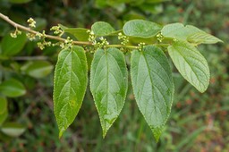 Bois d'andrèze (Trema orientalis)