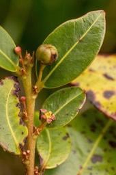 Bois de cafrine (Phyllanthus phillyreifolius)_2