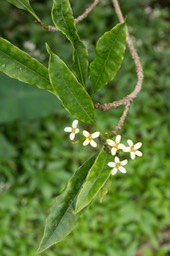 Bois de Joli Coeur (Pittosporum senacia)