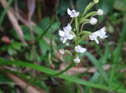 Cynorkis rosellata - ORCHIDOIDEAE - Indigène Réunion