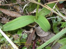 Cynorkis rosellata. orchidaceae. indigène Réunion.P1680183
