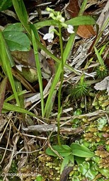 Cynorkis rosellata .orchidaceae .indigène Réunion.P1680190