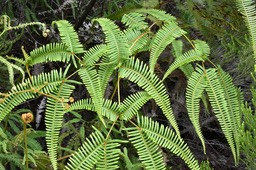 Dichranopteris linearis - Fougère fourchue - GLEICHENIACEAE - Indigène Réunion 