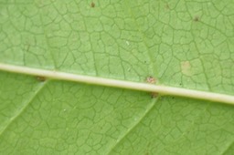 Domaties velues du Bois de coeur bleu des bas