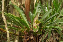 fougere Antrophyum giganteum ou  boryanum (langue de boeuf)