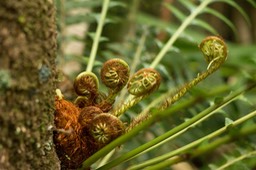 fougère Blechnum attenuatum