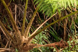 fougère Fanjan australien (Cyathea cooperi)_2