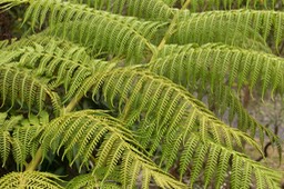 fougère Fanjan australien (Cyathea cooperi)_1