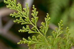 fougère Sphenomeris chinensis_2