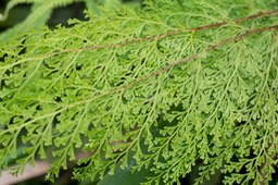 fougère Sphenomeris chinensis_1