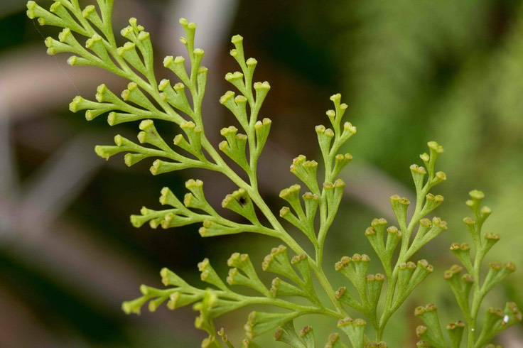 fougère Sphenomeris chinensis_2
