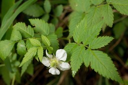 Framboisier (Rubus rosifolius)