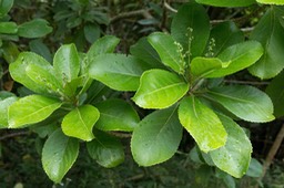 Gros bois d'oiseau (Claoxylon glandulosum)_2