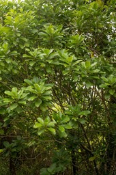 Gros bois d'oiseau (Claoxylon glandulosum)_1
