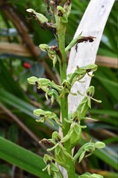 Habenaria praelta - ORCHIDOIDEAE - Indigène Réunion