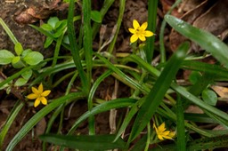 Hypoxis angustifolia