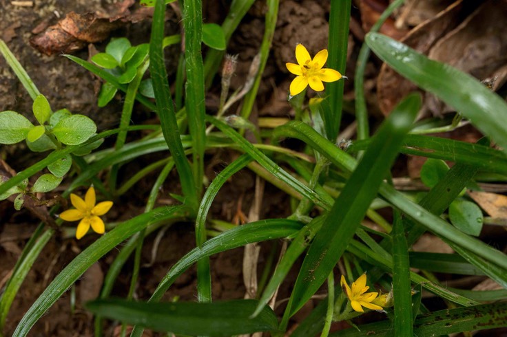 Hypoxis angustifolia