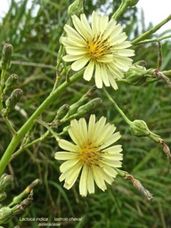 Lactuca indica .lastron cheval .asteraceae . espèce envahissante .P1680146