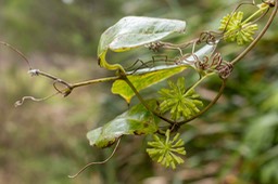 Liane crocs de chien (Smilax anceps)